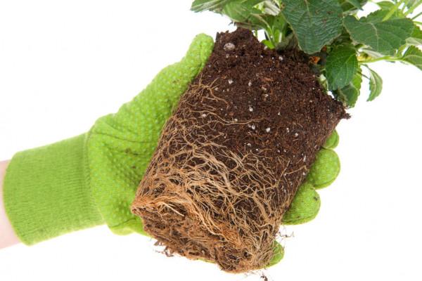 Below the Trellis - Watering and Soil Moisture Content - Super Trellis