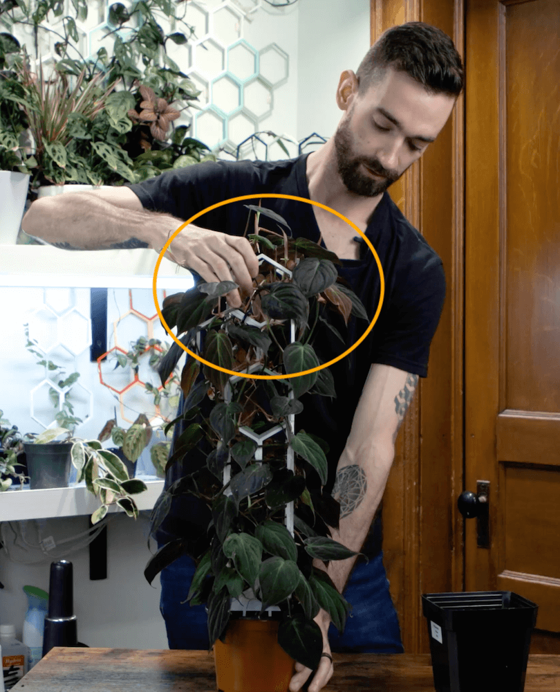 Repotting with a Trellis - Super Trellis