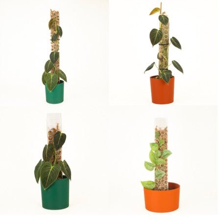 Hexi Pole - Pre Filled Moss Pole - Super Trellis