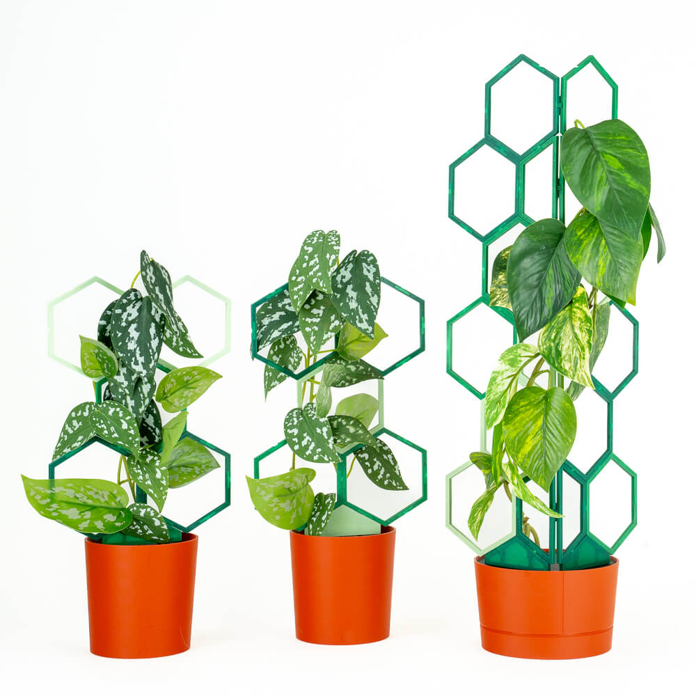 Forest - Green Tea - Plant Green (3-Pack) - Super Trellis