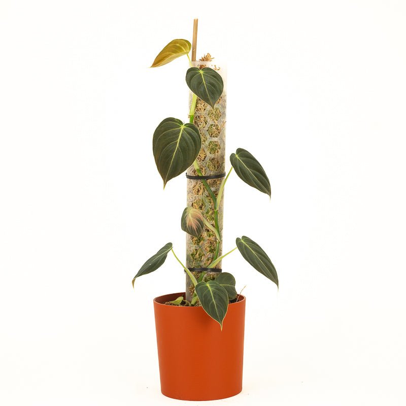Hexi Pole - Pre Filled Moss Pole - Super Trellis