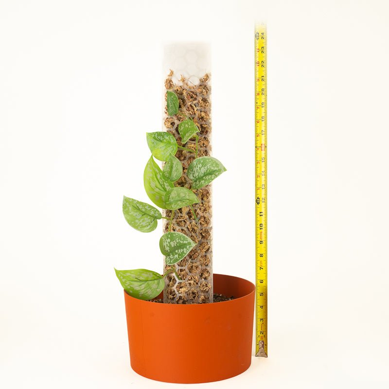 Hexi Pole - Pre Filled Moss Pole - Super Trellis