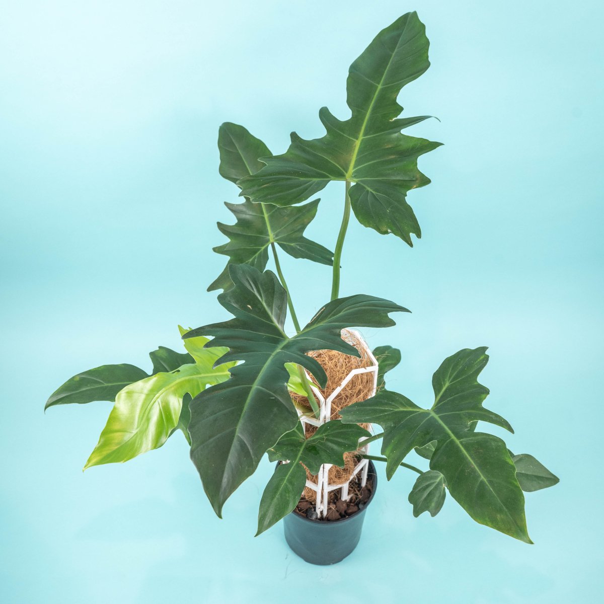 Unlocking Plant Secrets: Comprehensive Care Tips for Thriving Indoor Greenery - Super Trellis