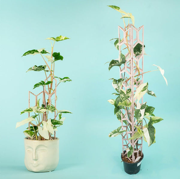 Why Choose the Super Trellis for Your Indoor Garden?