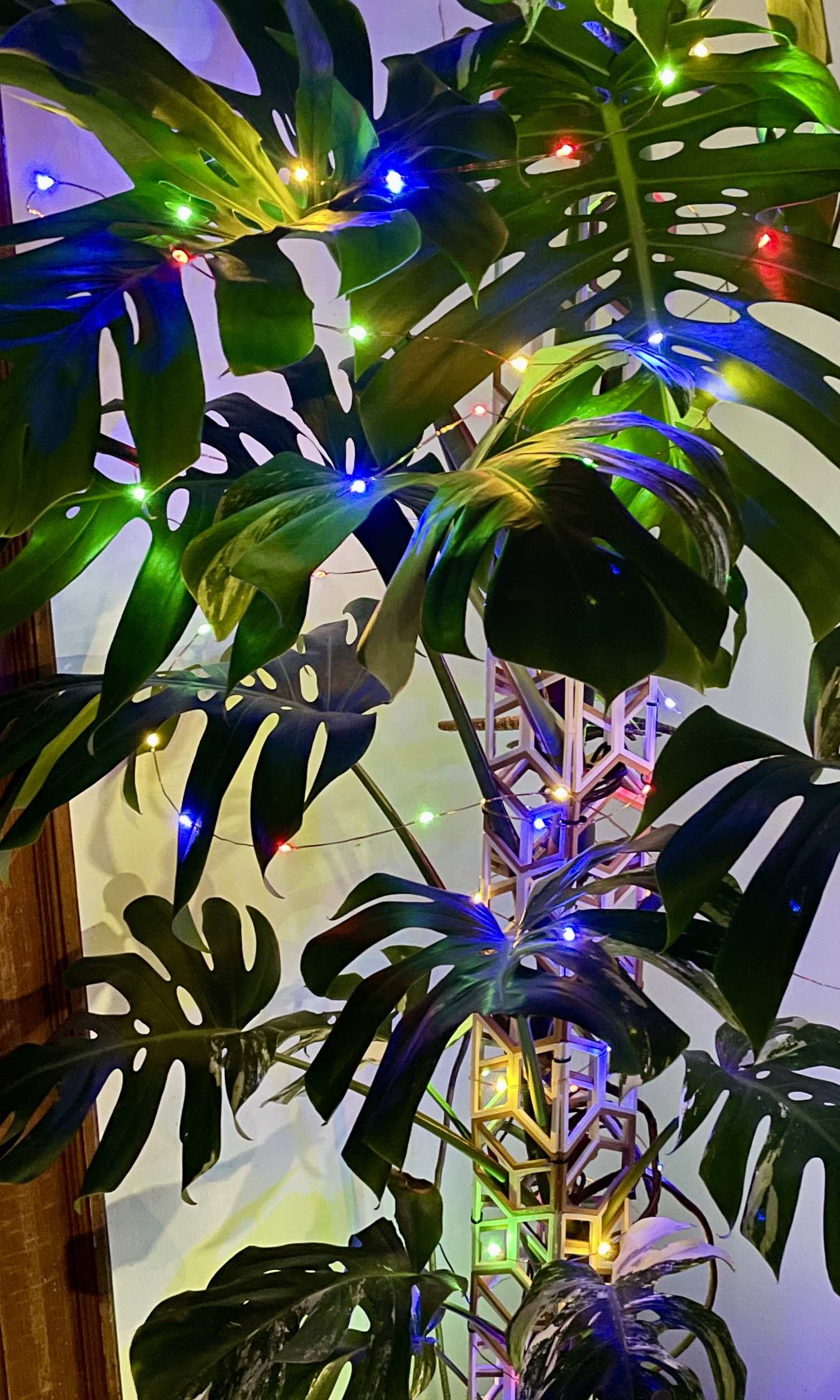 Super Trellis - Home