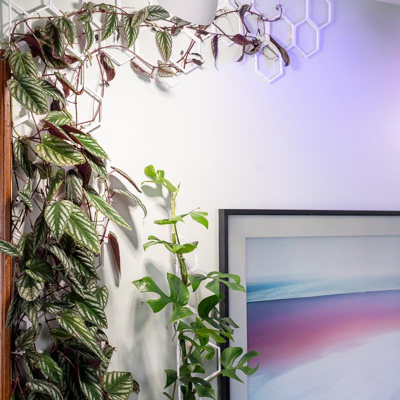 indoor plant wall trellis Deluxe Wall Kit