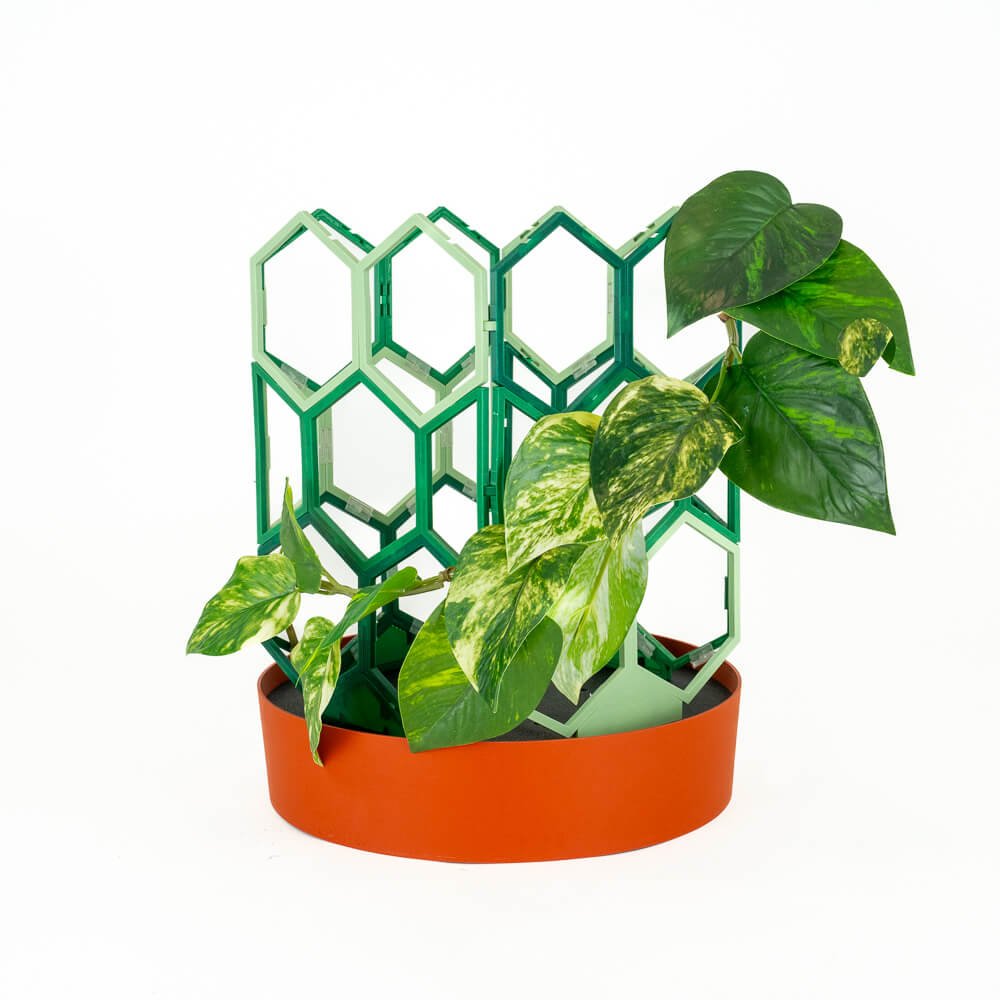 is green tea good for indoor plants Forest - Green Tea