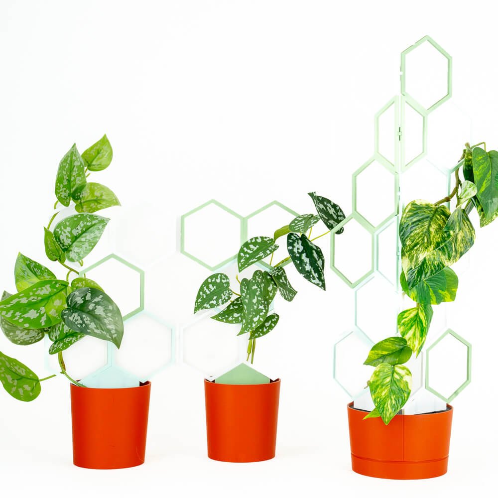 Green Tea - Tara - White (3-Pack) - Super Trellis