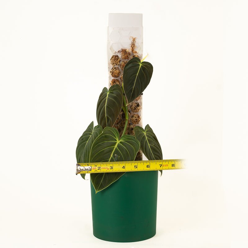 moss filled pole Hexi Pole