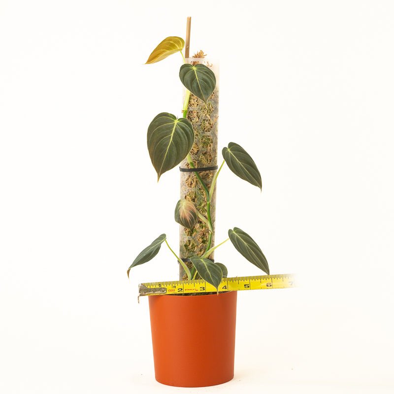 purpose of a moss pole Hexi Pole