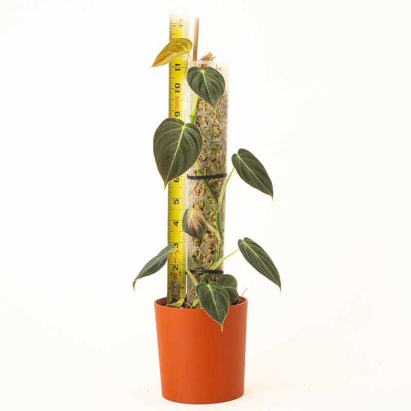 moss pole or trellis Hexi Pole