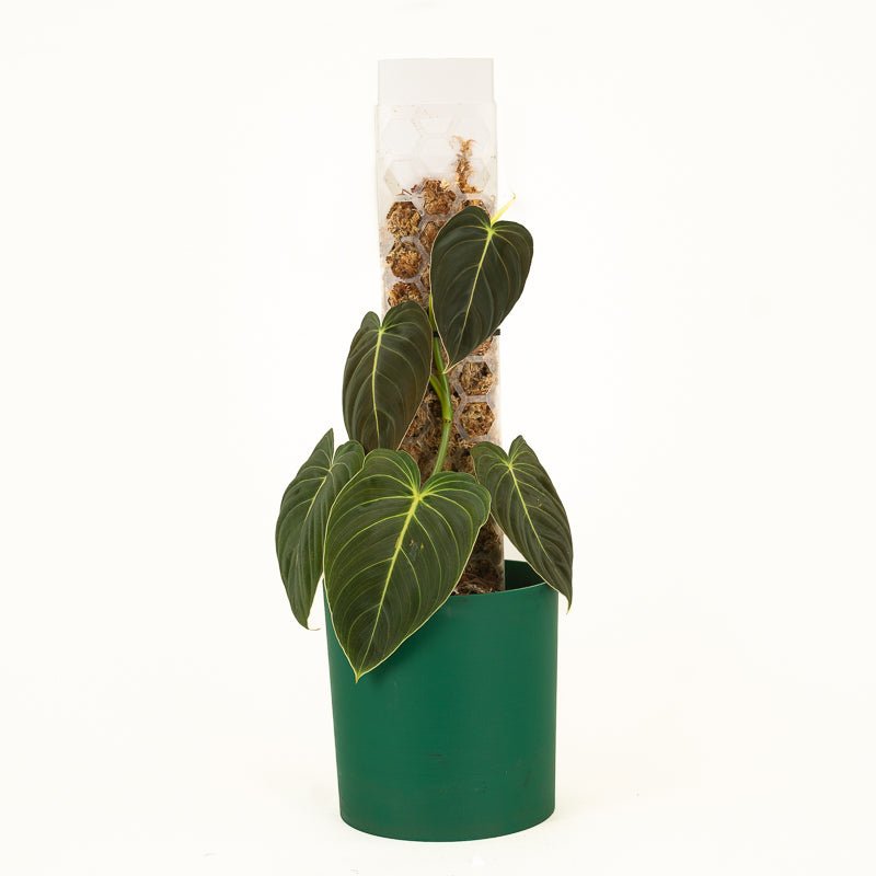 buy a moss pole Hexi Pole