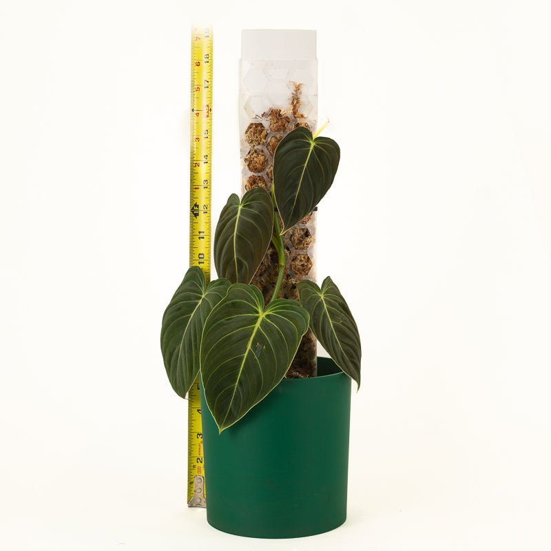 moss pole wholesale Hexi Pole