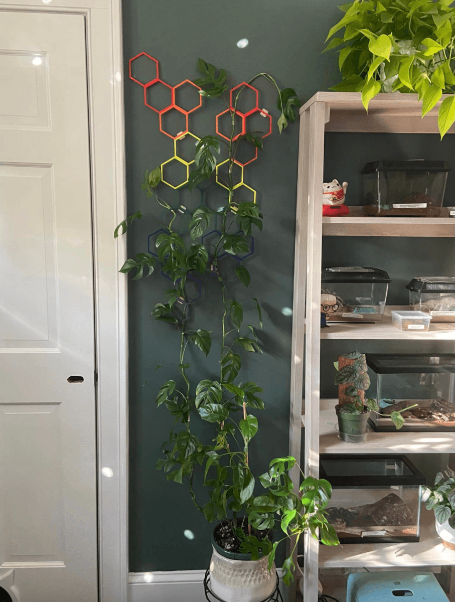 pothos wall trellis Rainbow Wall Kit