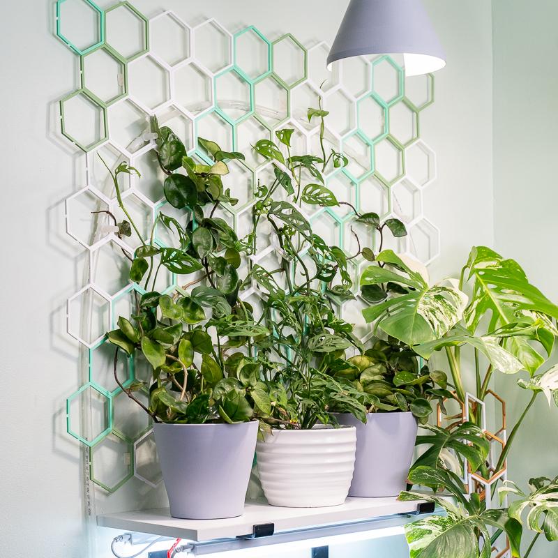 plant vine holder indoor SUPER Wall Kit