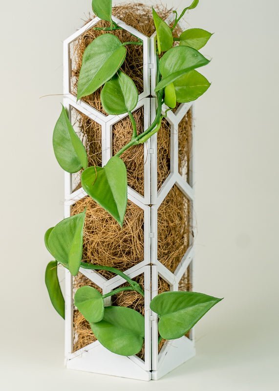 money plant trellis Tower Pack
