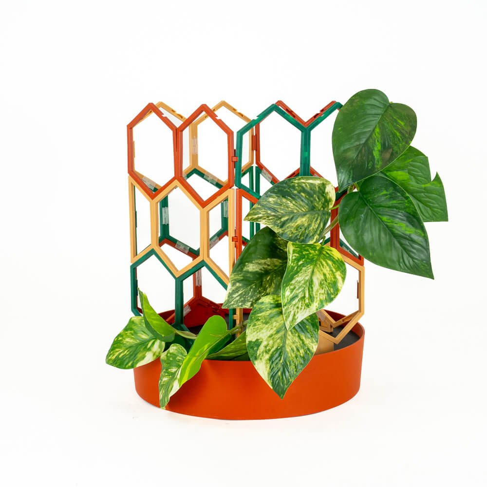 wood plant trellis Tuscany - Wood