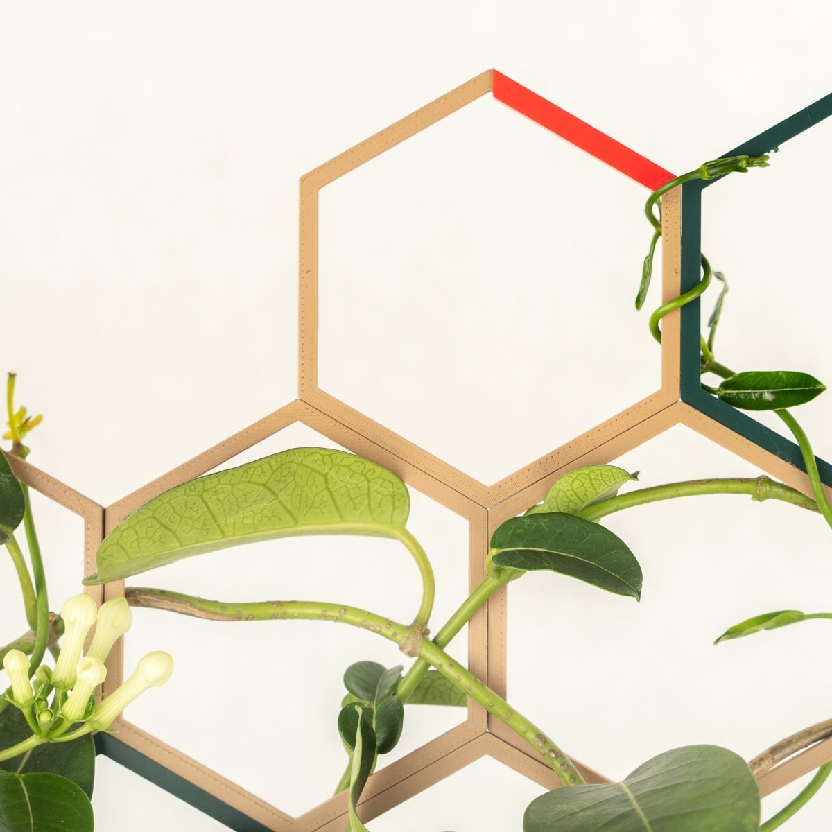 wood plant trellis Wood and Forest